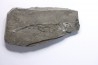 branchiosaure (protriton) petrolei - Autunian - Autun, France