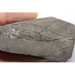 branchiosaure (protriton) petrolei - Autunien - Autun, FRANCE