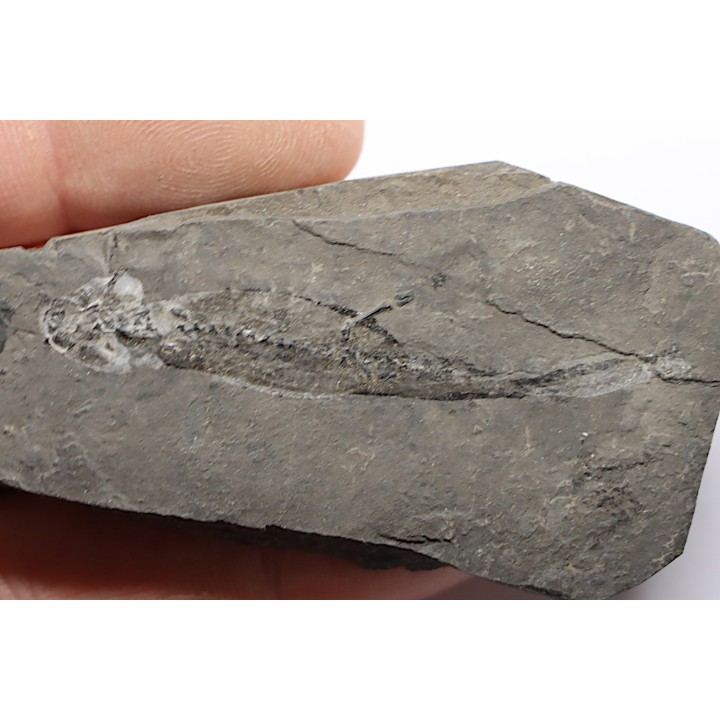 branchiosaure (protriton) petrolei - Autunian - Autun, France