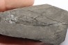 branchiosaure (protriton) petrolei - Autunien - Autun, FRANCE