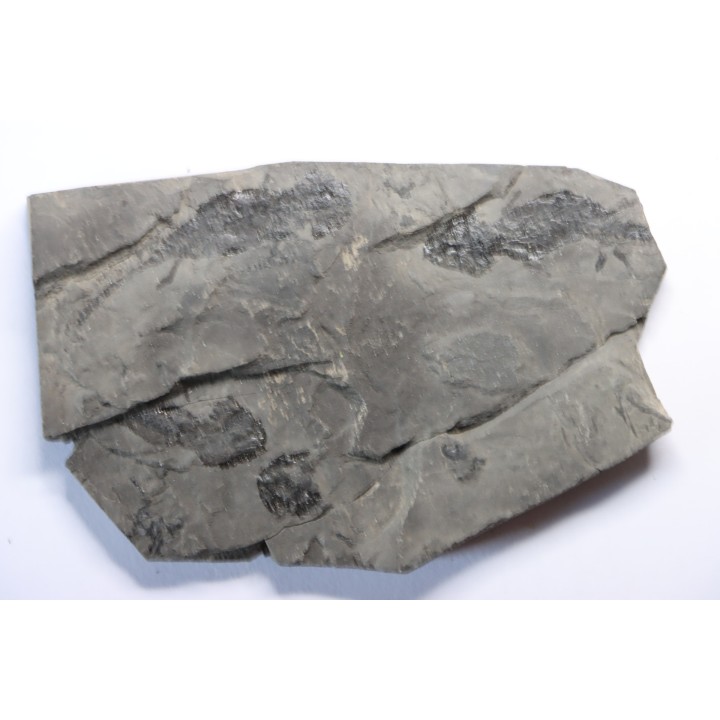 branchiosaure (protriton) petrolei - Autunian - Autun, France