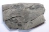 branchiosaure (protriton) petrolei - Autunien - Autun, FRANCE