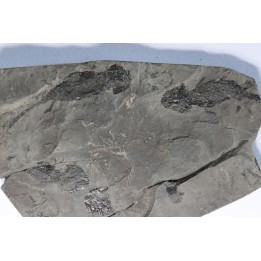 branchiosaure (protriton) petrolei - Autunien - Autun, FRANCE
