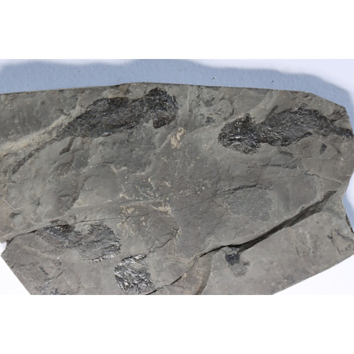 branchiosaure (protriton) petrolei - Autunian - Autun, France