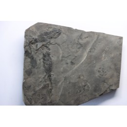 branchiosaure (protriton) petrolei - Autunian - Autun, France