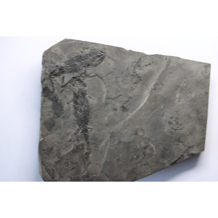branchiosaure (protriton) petrolei - Autunien - Autun, FRANCE