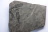 branchiosaure (protriton) petrolei - Autunien - Autun, FRANCE
