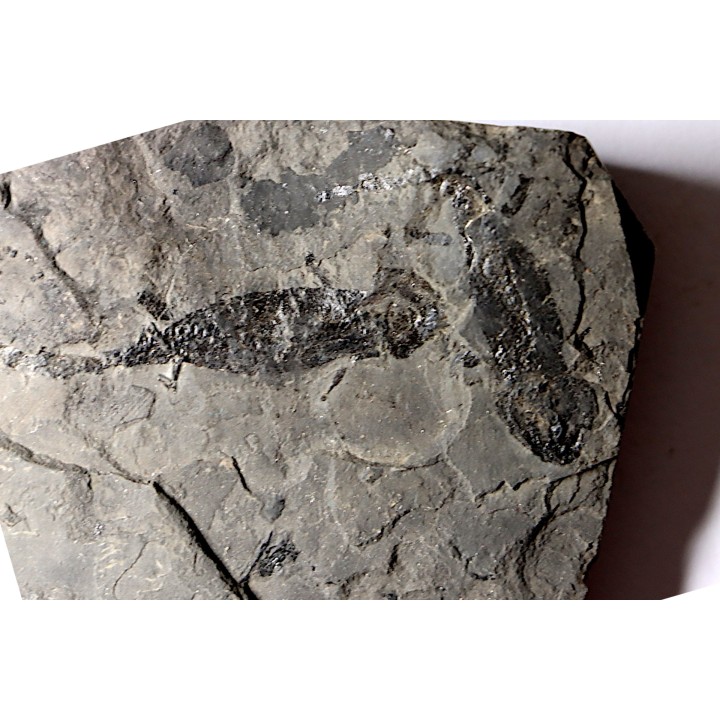 branchiosaure (protriton) petrolei - Autunian - Autun, France