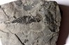 branchiosaure (protriton) petrolei - Autunian - Autun, France