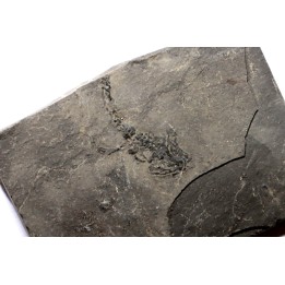 branchiosaure (protriton) petrolei - Autunien - Autun, FRANCE