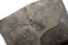 branchiosaure (protriton) petrolei - Autunien - Autun, FRANCE