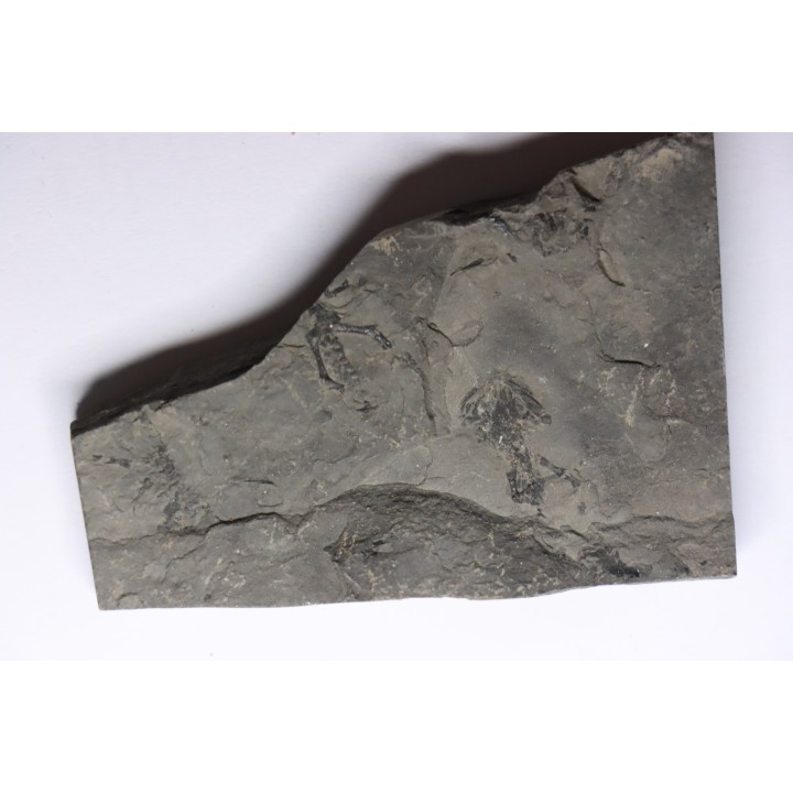 branchiosaure (protriton) petrolei - Autunian - Autun, France
