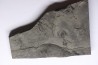 branchiosaure (protriton) petrolei - Autunien - Autun, FRANCE