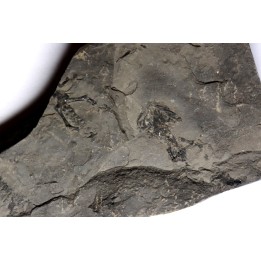 branchiosaure (protriton) petrolei - Autunien - Autun, FRANCE