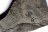 branchiosaure (protriton) petrolei - Autunian - Autun, France