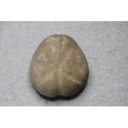Macraster texanus - cretaceous - Duck creek fmt - Grayson co, Texas, USA