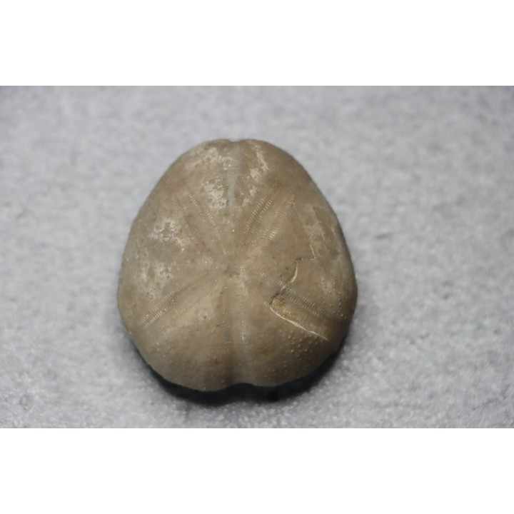 Macraster texanus - cretaceous - Duck creek fmt - Grayson co, Texas, USA