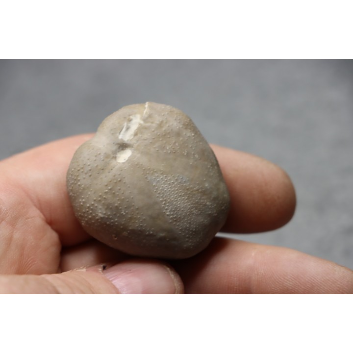 Macraster texanus - cretaceous - Duck creek fmt - Grayson co, Texas, USA