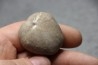 Macraster texanus - cretaceous - Duck creek fmt - Grayson co, Texas, USA