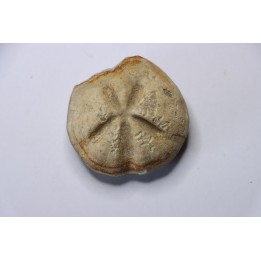 Diplodetus brevistella  Campanien  Coesfeld- N Westphalie  Allemagne