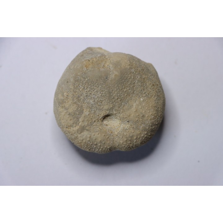 Diplodetus brevistella  Campanian  Coesfeld- N Westphalie  Germany