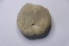Diplodetus brevistella  Campanian  Coesfeld- N Westphalie  Germany
