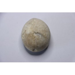 Echinocorys gravesi  Turonien  Wullembei Ahaus, Germany