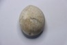 Echinocorys gravesi  Turonien  Wullembei Ahaus, Germany
