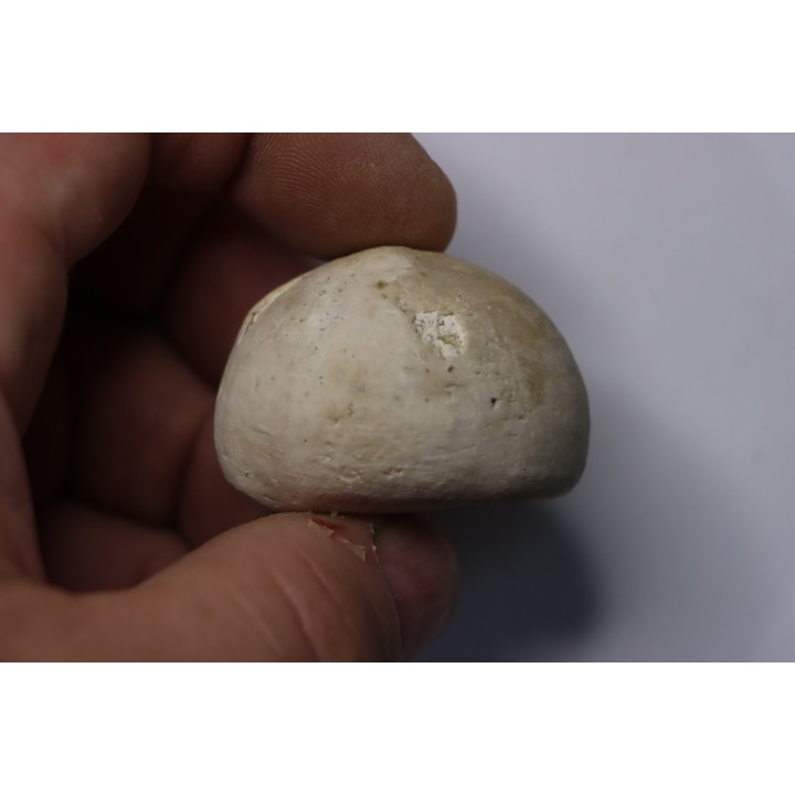 Echinocorys gravesi  Turonien  Wullembei Ahaus, Allemagne