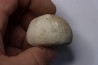 Echinocorys gravesi  Turonien  Wullembei Ahaus, Allemagne