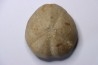 Douvillaster. sp.  Albien  Alicante, Espagne