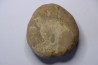 Douvillaster. sp.  Albien  Alicante, Espagne
