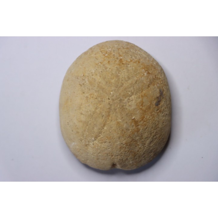 Gytolampas tumidus  Eocene - Lutécien  Alonte, Vicenza, Italie
