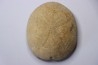 Gytolampas tumidus  Eocene - Lutécien  Alonte, Vicenza, Italie