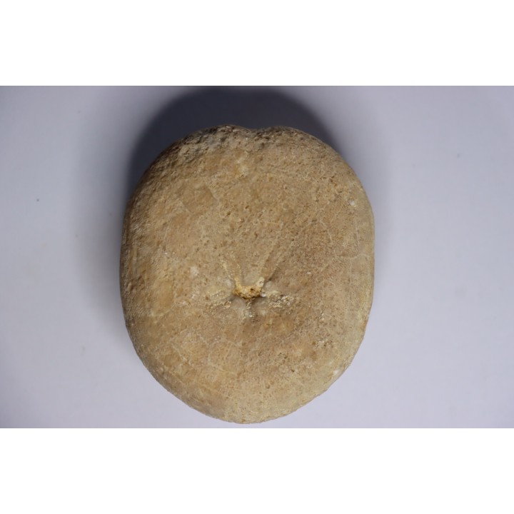Gytolampas tumidus  Eocene - Lutécian  Alonte, Vicenza, Italia