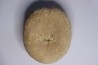 Gytolampas tumidus  Eocene - Lutécian  Alonte, Vicenza, Italia