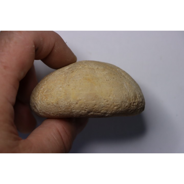 Gytolampas tumidus  Eocene - Lutécian  Alonte, Vicenza, Italia