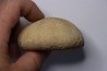 Gytolampas tumidus  Eocene - Lutécian  Alonte, Vicenza, Italia