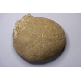 Gytolampas scutella - Eocene - Lutécian  Alonte, Vicenza, Italia