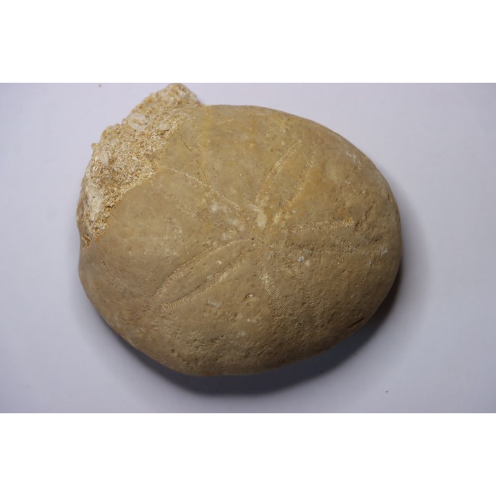Gytolampas scutella - Eocene - Lutécian  Alonte, Vicenza, Italia