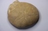 Gytolampas scutella - Eocene - Lutécien Alonte, Vicenza, Italie