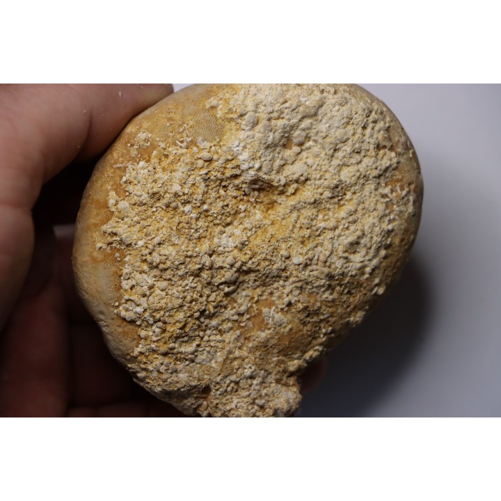 Gytolampas scutella - Eocene - Lutécian  Alonte, Vicenza, Italia