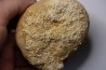 Gytolampas scutella - Eocene - Lutécien Alonte, Vicenza, Italie