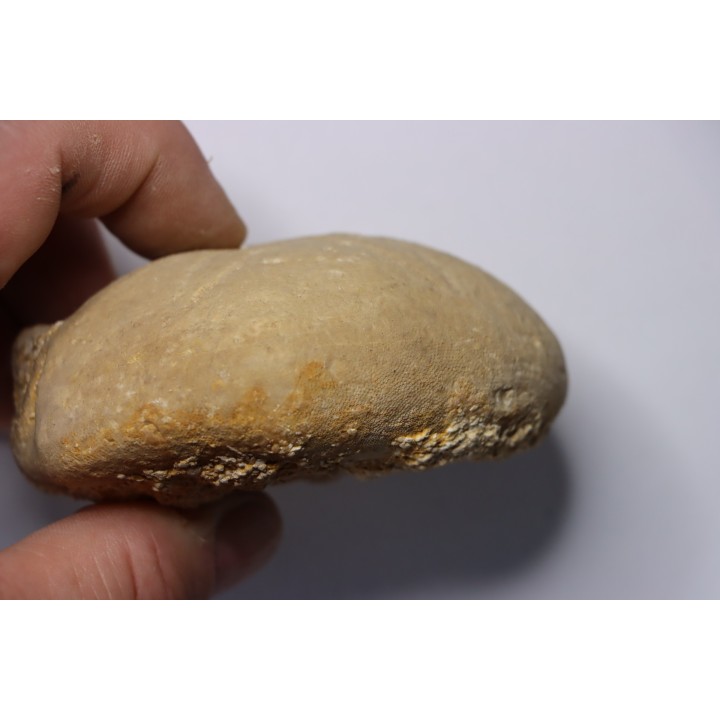 Gytolampas scutella - Eocene - Lutécien  Alonte, Vicenza, Italie