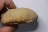 Gytolampas scutella - Eocene - Lutécien Alonte, Vicenza, Italie
