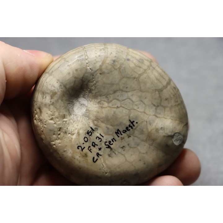 Echinocorys tenuiteberculatus - Maestrichtien - Nizan, 31 France