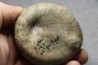 Echinocorys tenuiteberculatus - Maestrichtien - Nizan, 31 France