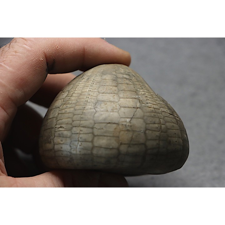 Echinocorys tenuiteberculatus - Maestrichtien - Nizan, 31 France