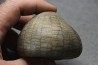 Echinocorys tenuiteberculatus - Maestrichtien - Nizan, 31 France