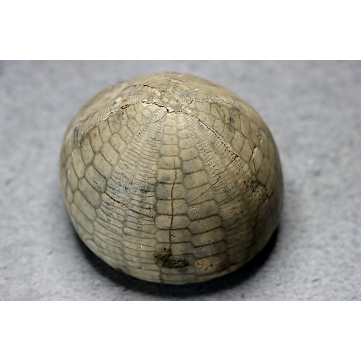 Echinocorys tenuiteberculatus - Maastrichtian - Nizan, 31 France